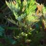 Fotografia 7 da espécie Artemisia vulgaris do Jardim Botânico UTAD