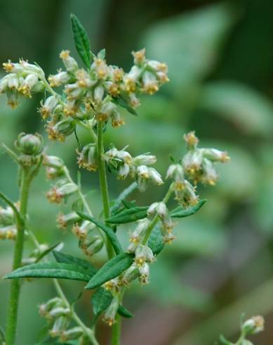 Fotografia de capa Artemisia vulgaris - do Jardim Botânico