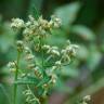 Fotografia 1 da espécie Artemisia vulgaris do Jardim Botânico UTAD