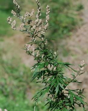 Fotografia 8 da espécie Artemisia vulgaris no Jardim Botânico UTAD