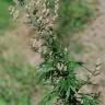 Fotografia 8 da espécie Artemisia vulgaris do Jardim Botânico UTAD