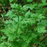 Fotografia 9 da espécie Artemisia vulgaris do Jardim Botânico UTAD