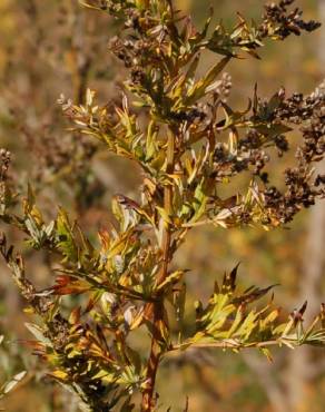 Fotografia 10 da espécie Artemisia vulgaris no Jardim Botânico UTAD