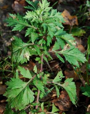 Fotografia 11 da espécie Artemisia vulgaris no Jardim Botânico UTAD