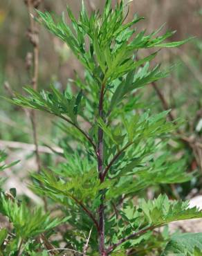 Fotografia 12 da espécie Artemisia vulgaris no Jardim Botânico UTAD
