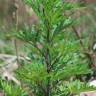 Fotografia 12 da espécie Artemisia vulgaris do Jardim Botânico UTAD