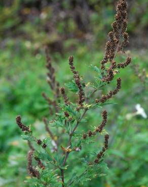 Fotografia 13 da espécie Artemisia vulgaris no Jardim Botânico UTAD