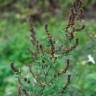 Fotografia 13 da espécie Artemisia vulgaris do Jardim Botânico UTAD
