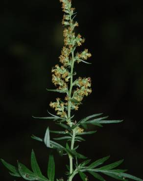 Fotografia 14 da espécie Artemisia vulgaris no Jardim Botânico UTAD