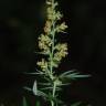 Fotografia 14 da espécie Artemisia vulgaris do Jardim Botânico UTAD
