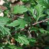 Fotografia 15 da espécie Artemisia vulgaris do Jardim Botânico UTAD