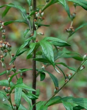 Fotografia 16 da espécie Artemisia vulgaris no Jardim Botânico UTAD
