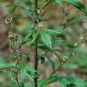 Fotografia 16 da espécie Artemisia vulgaris do Jardim Botânico UTAD