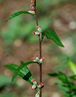 Fotografia 17 da espécie Artemisia vulgaris no Jardim Botânico UTAD