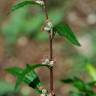 Fotografia 17 da espécie Artemisia vulgaris do Jardim Botânico UTAD