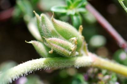 Fotografia da espécie Astragalus sesameus