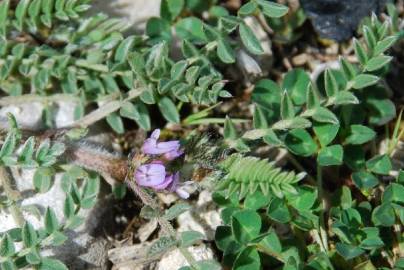 Fotografia da espécie Astragalus sesameus