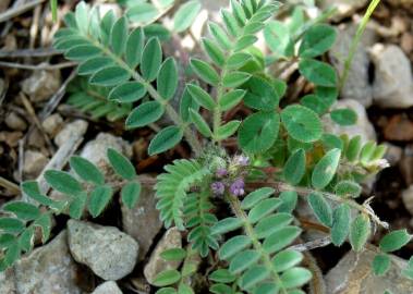 Fotografia da espécie Astragalus sesameus