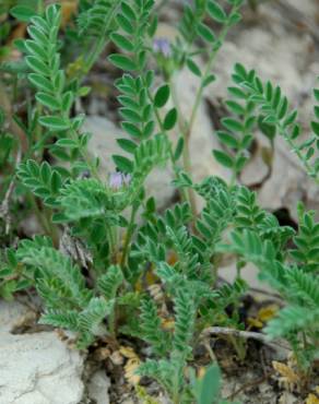 Fotografia 10 da espécie Astragalus sesameus no Jardim Botânico UTAD