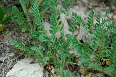 Fotografia da espécie Astragalus sesameus