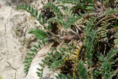 Fotografia da espécie Astragalus sesameus