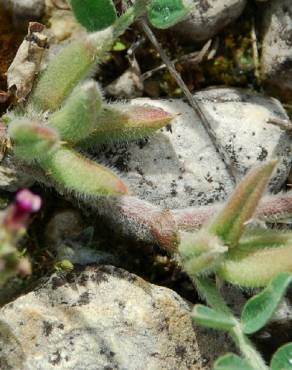 Fotografia 12 da espécie Astragalus sesameus no Jardim Botânico UTAD