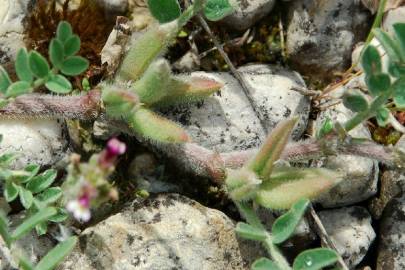 Fotografia da espécie Astragalus sesameus