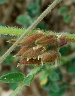 Fotografia 13 da espécie Astragalus sesameus no Jardim Botânico UTAD