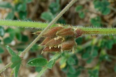 Fotografia da espécie Astragalus sesameus
