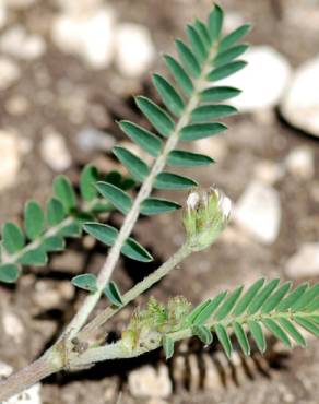 Fotografia 5 da espécie Astragalus hamosus no Jardim Botânico UTAD