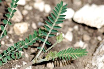 Fotografia da espécie Astragalus hamosus
