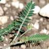 Fotografia 5 da espécie Astragalus hamosus do Jardim Botânico UTAD