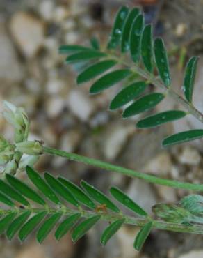 Fotografia 7 da espécie Astragalus hamosus no Jardim Botânico UTAD