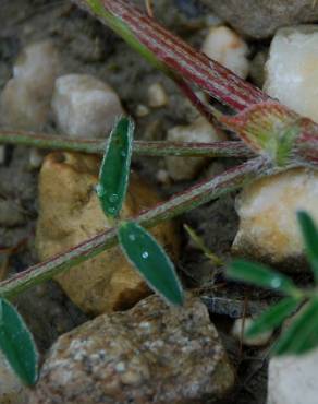 Fotografia 8 da espécie Astragalus hamosus no Jardim Botânico UTAD