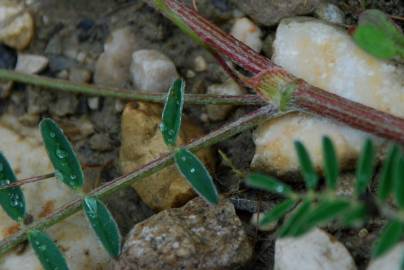 Fotografia da espécie Astragalus hamosus