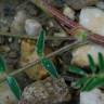 Fotografia 8 da espécie Astragalus hamosus do Jardim Botânico UTAD