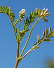 Fotografia da espécie Astragalus hamosus