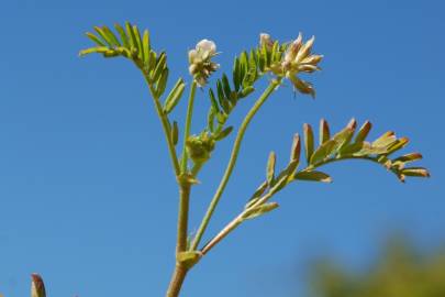 Fotografia da espécie Astragalus hamosus