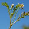 Fotografia 1 da espécie Astragalus hamosus do Jardim Botânico UTAD