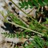 Fotografia 9 da espécie Astragalus hamosus do Jardim Botânico UTAD