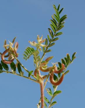 Fotografia 10 da espécie Astragalus hamosus no Jardim Botânico UTAD