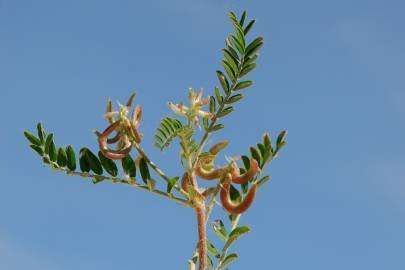 Fotografia da espécie Astragalus hamosus
