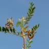 Fotografia 10 da espécie Astragalus hamosus do Jardim Botânico UTAD