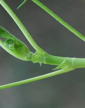 Fotografia 11 da espécie Astragalus hamosus no Jardim Botânico UTAD