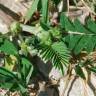 Fotografia 12 da espécie Astragalus hamosus do Jardim Botânico UTAD