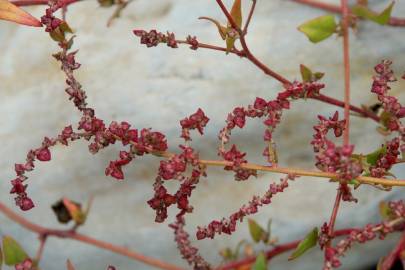 Fotografia da espécie Atriplex prostrata