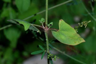 Fotografia da espécie Atriplex prostrata