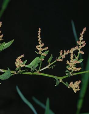 Fotografia 9 da espécie Atriplex prostrata no Jardim Botânico UTAD