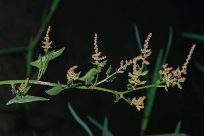 Fotografia da espécie Atriplex prostrata