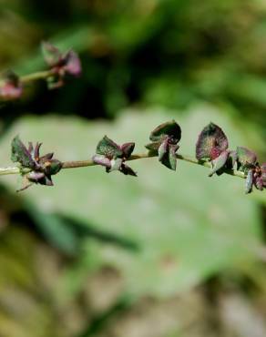 Fotografia 10 da espécie Atriplex prostrata no Jardim Botânico UTAD